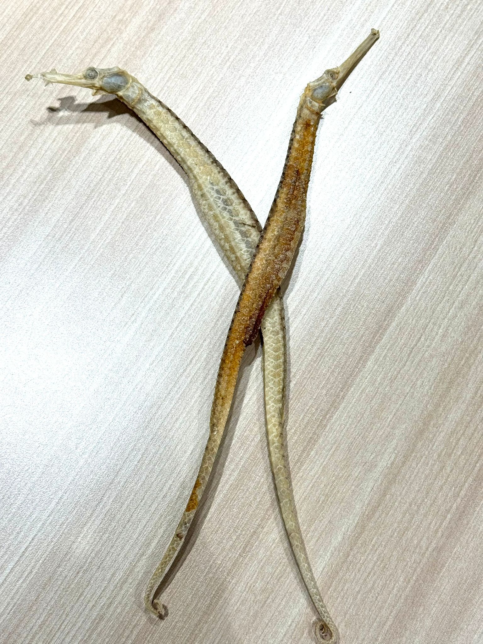 海龍(精選) (請親臨預防中心選購。) – 浸大中醫HKBUCM